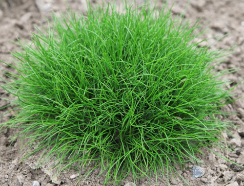 KOSTŘAVA MEDVĚDÍ - TEDDY BEAR