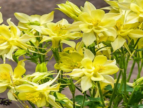 ORLÍČEK - KIRIGAMI YELLOW