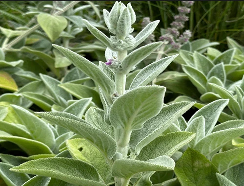 ČISTEC VLNATÝ - OUŠKO