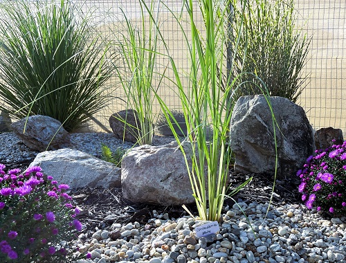 PAMPOVÁ TRÁVA - WHITE PLUME