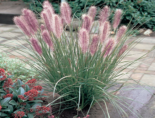 DOCHAN PSÁRKOVITÝ - RED HEAD