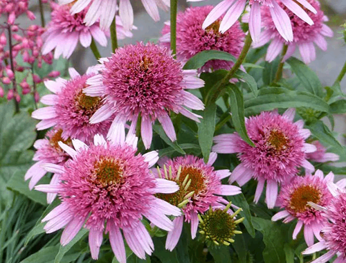 TŘAPATKA NACHOVÁ - BUTTERFLY KISSES