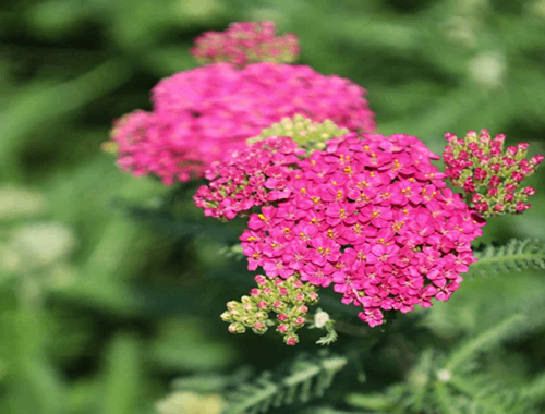 ŘEBŘÍČEK TUTTI FRUTTI - PINK GRAPEFRUIT