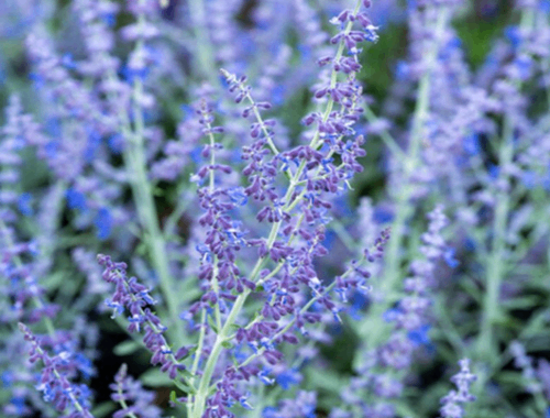 ŠALVĚJ - PEROVSKIA ZASHA