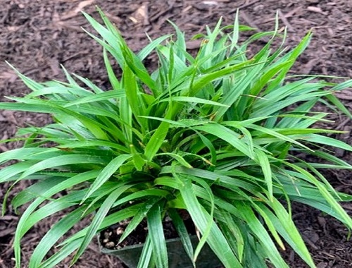 BIKA CHLUPATÁ - IGEL