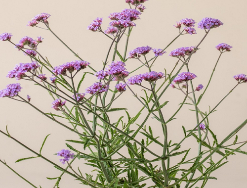 SPORÝŠ ARGENTINSKÝ - VERBENA