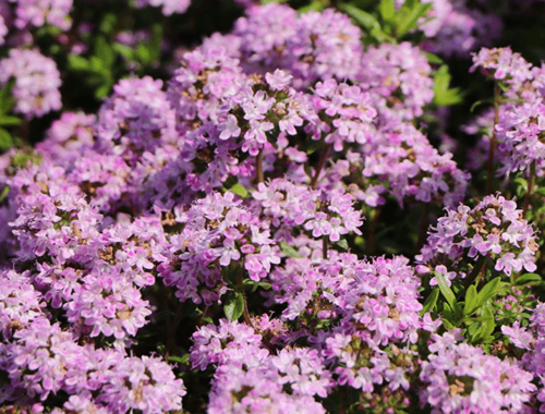 MATEŘÍDOUŠKA ÚZKOLISTÁ