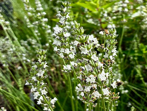 LEVANDULE BÍLÁ - WHITE SCENT