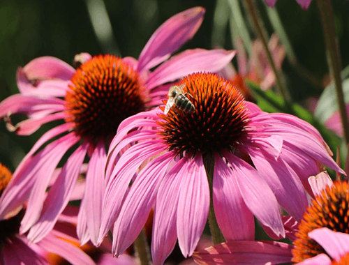 TŘAPATKA NACHOVÁ - MAGNUS