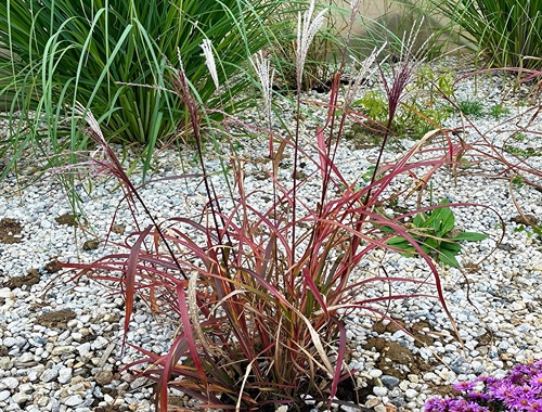 OZDOBNICE ČÍNSKÁ - LADY IN RED