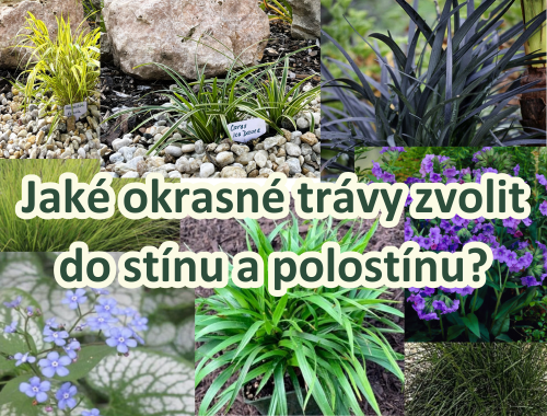 JAKÉ OKRASNÉ TRÁVY ZVOLIT DO STÍNU A POLOSTÍNU?