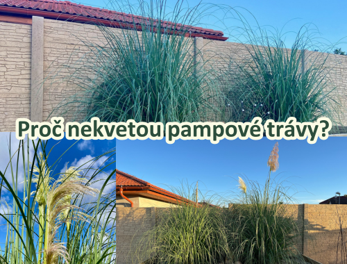 Proč nekvetou pampové trávy?