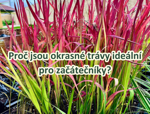 Proč jsou okrasné trávy ideální pro začátečníky?