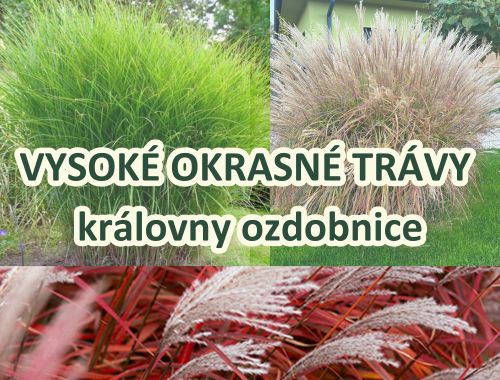 VYSOKÉ OKRASNÉ TRÁVY – královny ozdobnice