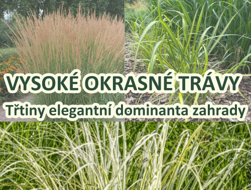VYSOKÉ OKRASNÉ TRÁVY - Třtiny elegantní dominanta zahrady