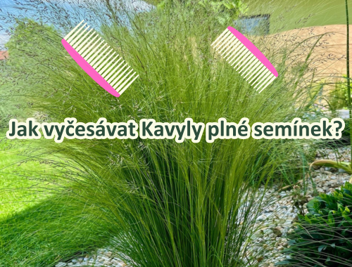 Jak vyčesávat kavyly plné semínek?