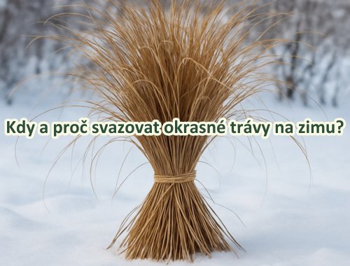 Kdy a proč svazovat okrasné trávy na zimu?