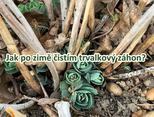 JAK PO ZIMĚ ČISTÍM TRVALKOVÝ ZÁHON?