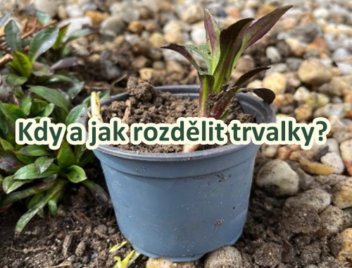 KDY A JAK ROZDĚLIT TRVALKY?
