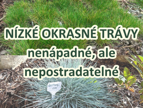 NÍZKÉ OKRASNÉ TRÁVY - nenápadné, ale nepostradatelné