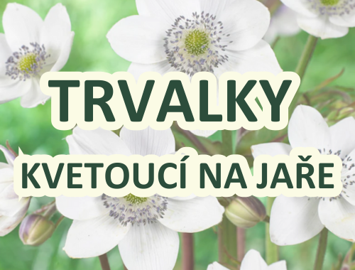 TRVALKY KVETOUCÍ NA JAŘE