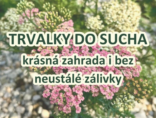TRVALKY DO SUCHA krásná zahrada i bez neustálé zálivky