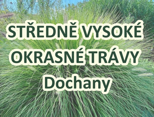 STŘEDNĚ VYSOKÉ OKRASNÉ TRÁVY - Dochany
