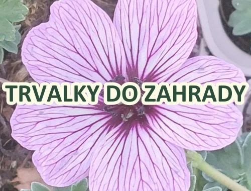 TRVALKY DO ZAHRADY