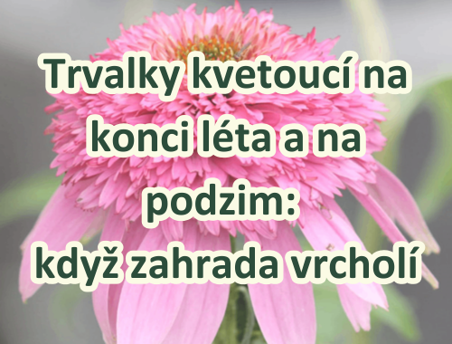 Trvalky kvetoucí na konci léta a na podzim: když zahrada vrcholí