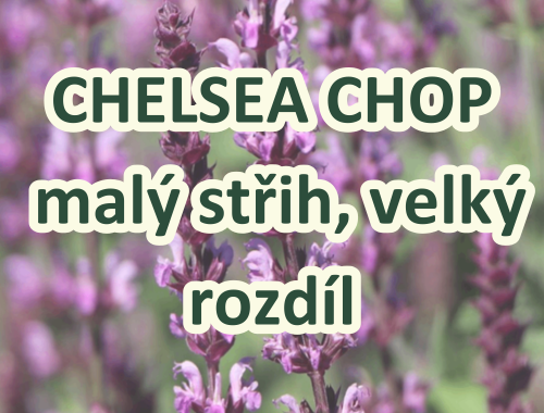 CHELSEA CHOP – malý střih, velký rozdíl