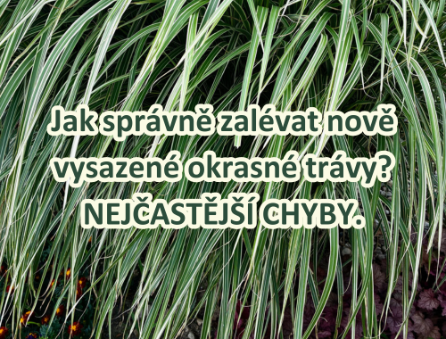 Jak správně zalévat nově vysazené okrasné trávy? NEJČASTĚJŠÍ CHYBY.