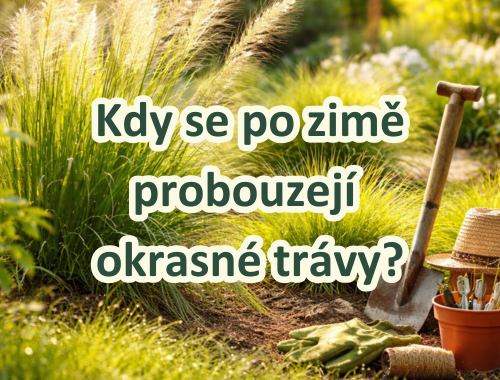 Kdy se po zimě probouzejí okrasné trávy?