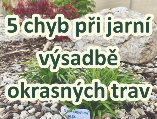 5 chyb při jarní výsadbě okrasných trav
