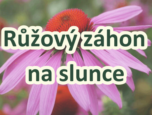 Růžový záhon na slunce