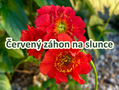 Červený záhon na slunce