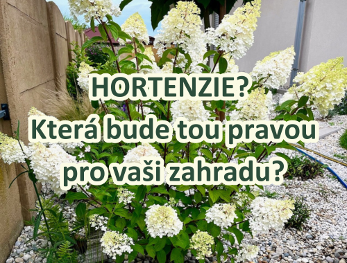 HORTENZIE? Která bude tou pravou pro vaši zahradu?