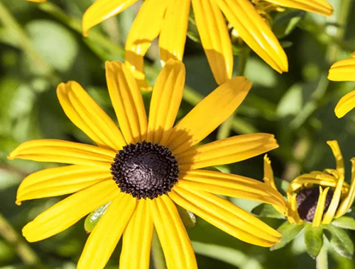 TŘAPATKA ZLATÁ - GOLDSTURM