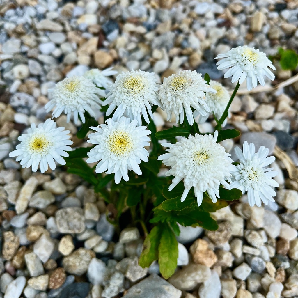 KOPRE