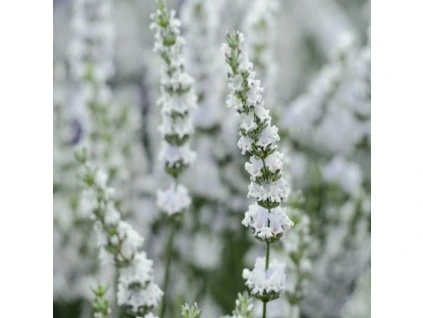 LEVANDULE BÍLÁ - EDELWEISS
