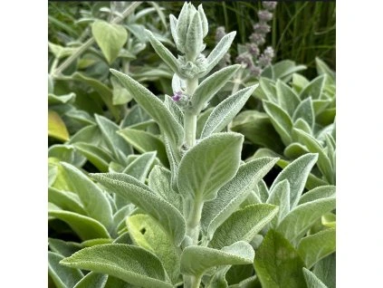 ČISTEC VLNATÝ - OUŠKO