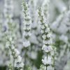 LEVANDULE BÍLÁ - EDELWEISS