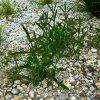 Verbena