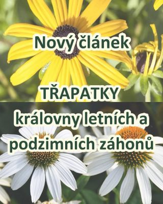 🌸 TŘAPATKY – KRÁLOVNY LETNÍCH A PODZIMNÍCH ZÁHONŮ 🌸 Hledáte trvalky, které rozzáří zahradu barvami a květy od léta až do...