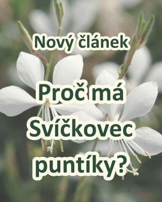 🌸 SVÍČKOVEC A PUNTÍKY NA LISTECH? KDY JE TO V POŘÁDKU A KDY ZBYSTŘIT 🌿 SVÍČKOVEC patří mezi nejoblíbenější letní trvalky...