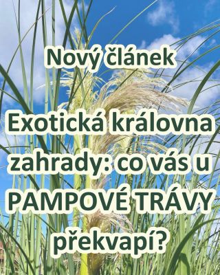 🌾 PAMPOVÁ TRÁVA: KRÁLOVNA ZAHRADY, KTERÁ UMÍ OHROMIT I ZKLAMAT 🌿✨ PAMPOVÁ TRÁVA patří mezi nejvýraznější okrasné trávy,...
