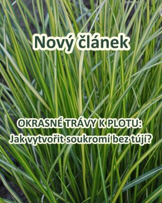 🌾 SOUKROMÍ NA ZAHRADĚ BEZ TÚJÍ? VYZKOUŠEJTE OKRASNÉ TRÁVY! 🌿✨ Toužíte po větším soukromí, ale nechcete vysazovat klasické...