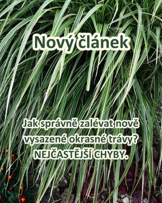 💧 JAK SPRÁVNĚ ZALÉVAT NOVĚ VYSAZENÉ ROSTLINY? 🌿 Jedna z nejčastějších otázek, kterou od vás dostávám, zní: „Jak často mám...