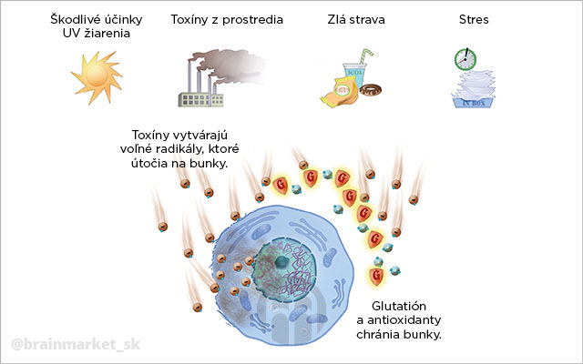 glutathione-infografika-brainmarket-sk