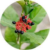 Sarpagandha.png