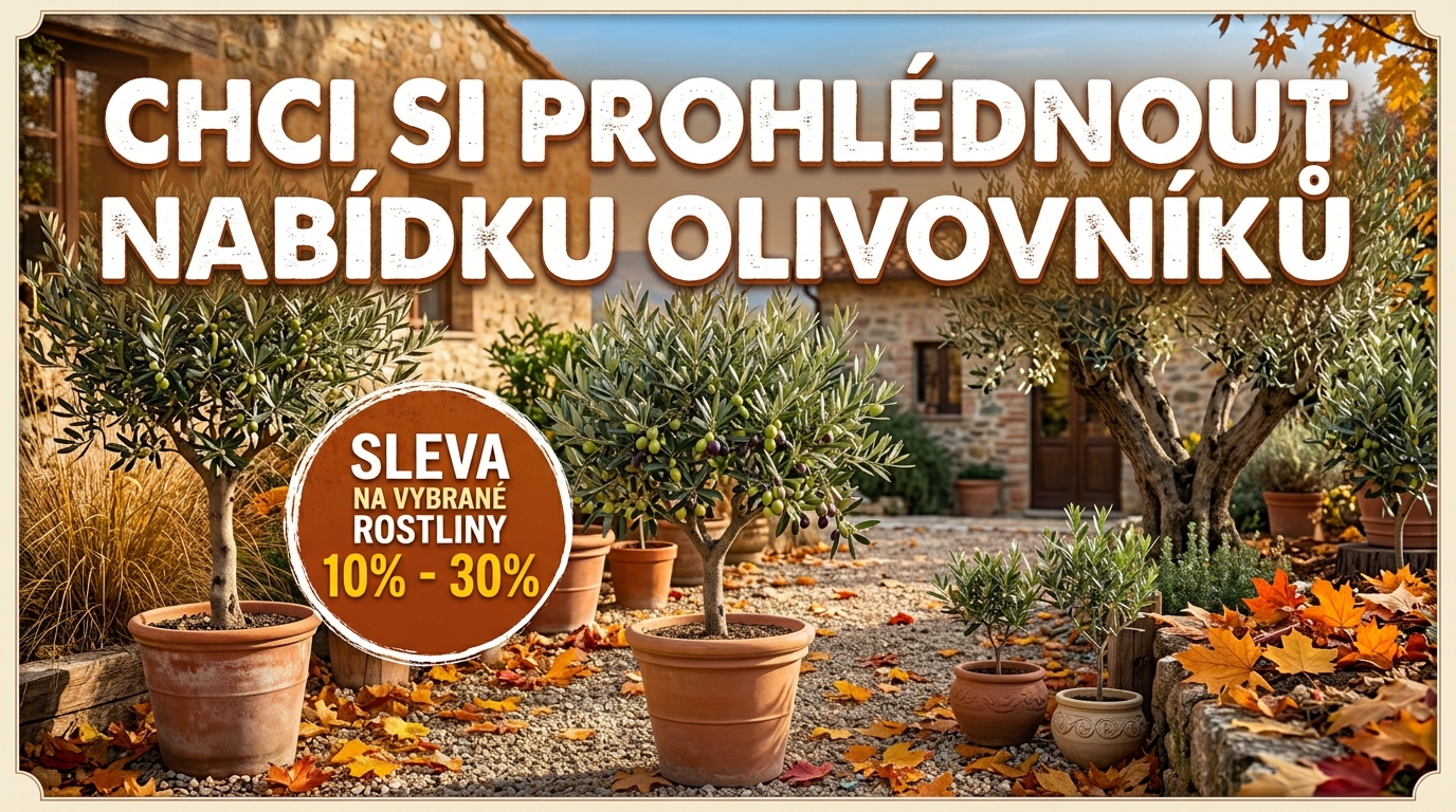 Prohlédnout nabídku olivovníků